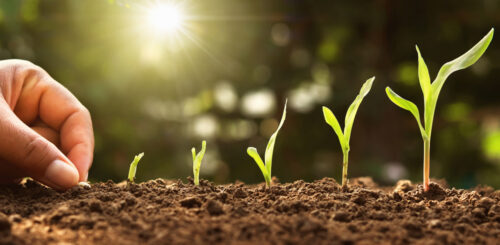 hand planting corn seed of marrow in the vegetable garden with s